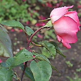 Октябрьская роза